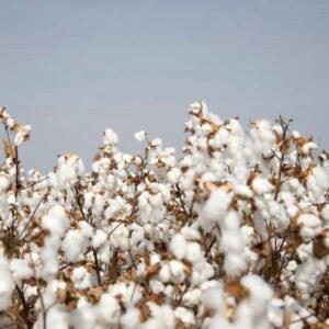 Which Type of Cotton is Best？| Different Types of Cotton Fabric and Uses 