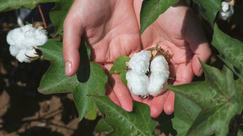 What are the Physical and Chemical Characteristics of Cotton？