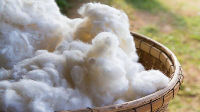 What are the Different Types and Properties of Cotton?